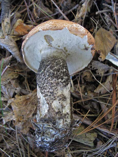 Leccinum atrostipitatum